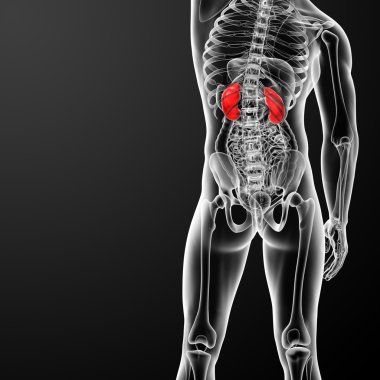 böbrekler 3D render çizimi