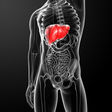 insan sindirim sistemi, karaciğer Kızıl renkli - Önden Görünüm