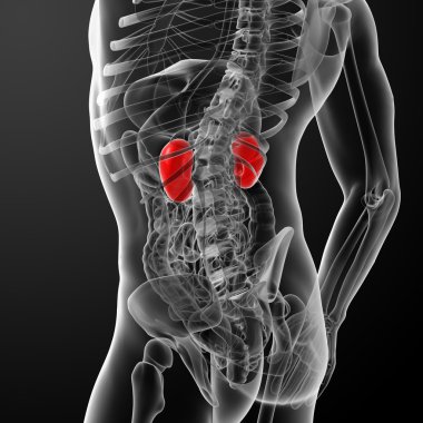 böbrekler 3D render çizimi