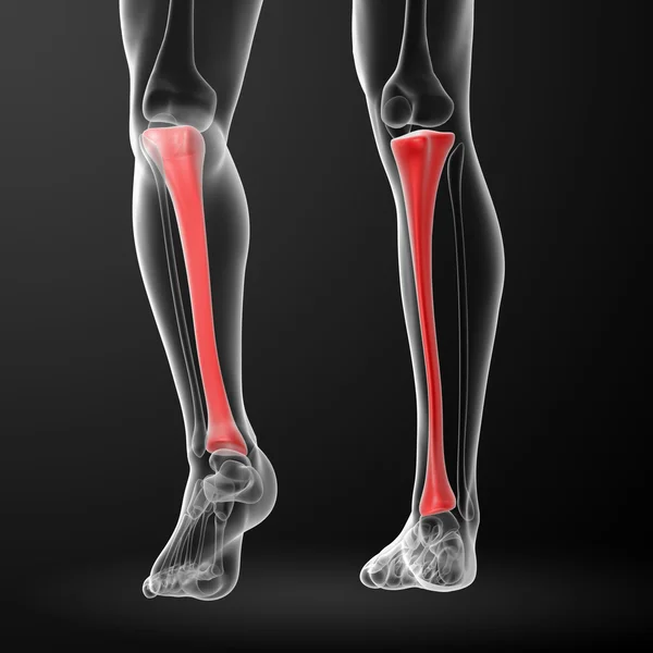 3d render ilustración tibia - vista posterior — Foto de Stock