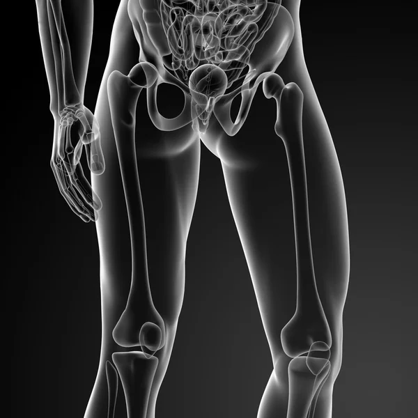 Der Oberschenkelknochen — Stockfoto