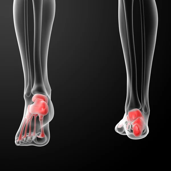 人間の骨格の足 — ストック写真