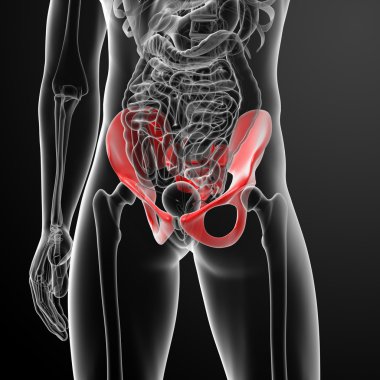 Illustration of human pelvis