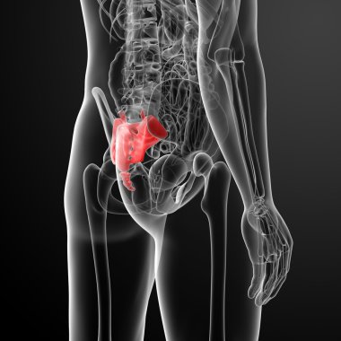 3D render illüstrasyon sakrum kemiği - yan görünüm