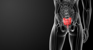 3D render illustratie sacrum bot