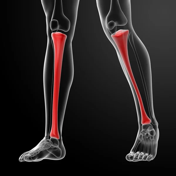 3d render illustration tibia - front view — Stock Photo, Image