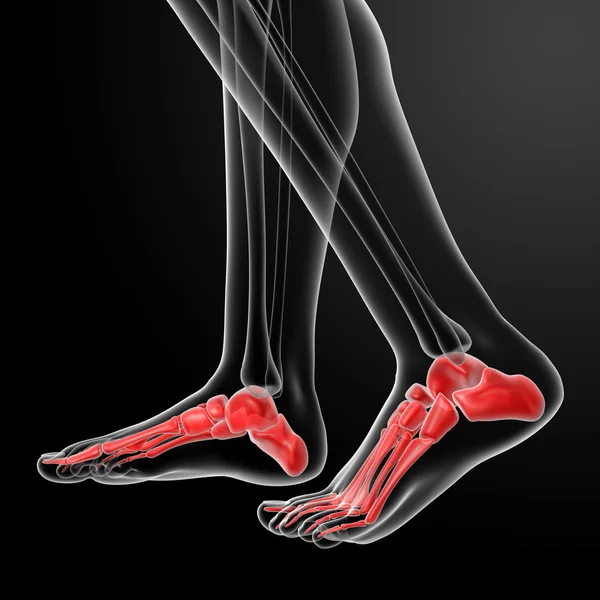 Menselijk skelet voeten - zijaanzicht — Stockfoto