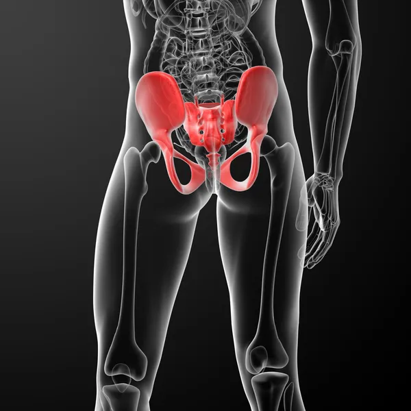 Illustration of human pelvis — Stock Photo, Image