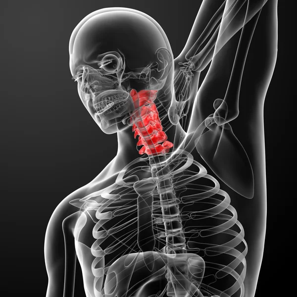 3d rendered illustration - pain neck — Stock Photo, Image