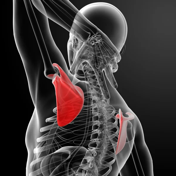 3D återge illustration scapula ben - bakifrån — Stockfoto