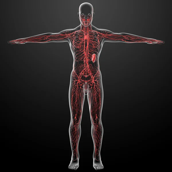 Lymphatic system - front view — Stock Photo, Image