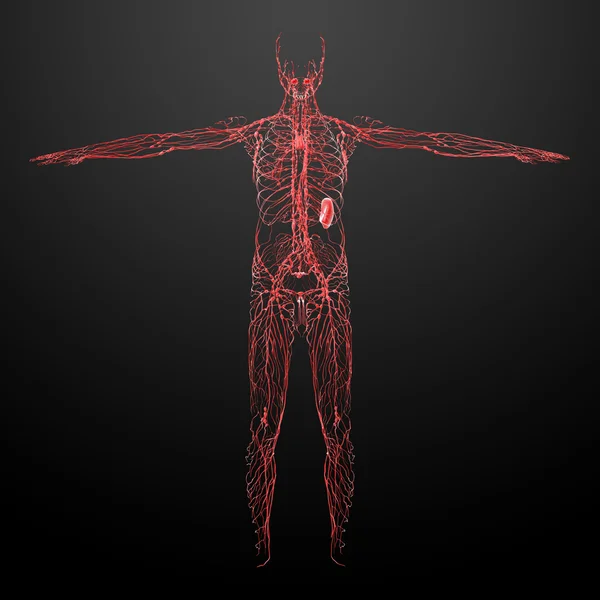 Лимфатическая система - вид спереди — стоковое фото