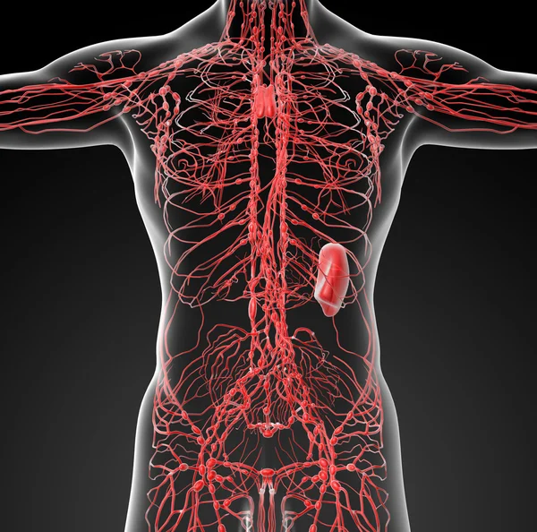 Lymphsystem - Vorderseite — Stockfoto