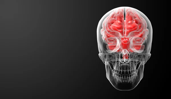 Raggi X del cervello umano - vista posteriore — Foto Stock