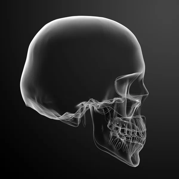 3d render cráneo sobre fondo negro - vista lateral — Foto de Stock
