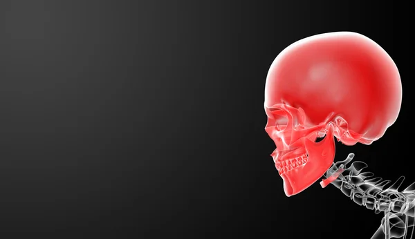 Crâne de rendu 3d sur fond noir - vue latérale — Photo