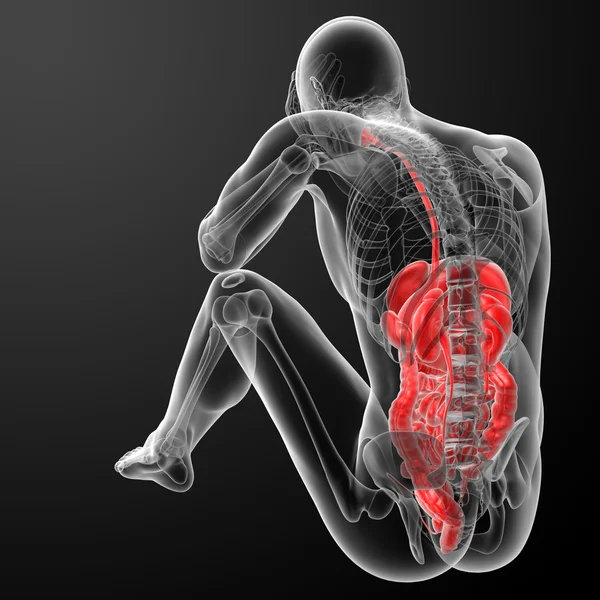 Insan sindirim sistemi - arkadan görünüm — Stok fotoğraf