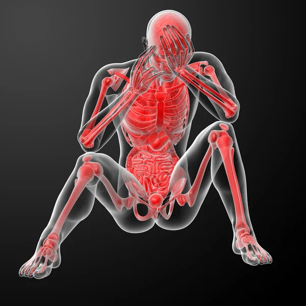 3d renderizar anatomia humana — Fotografia de Stock