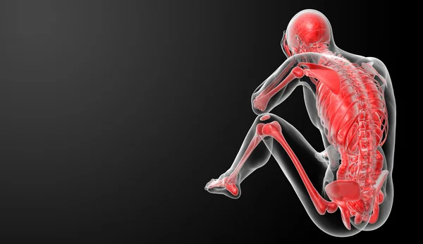 3d render Anatomía humana — Foto de Stock