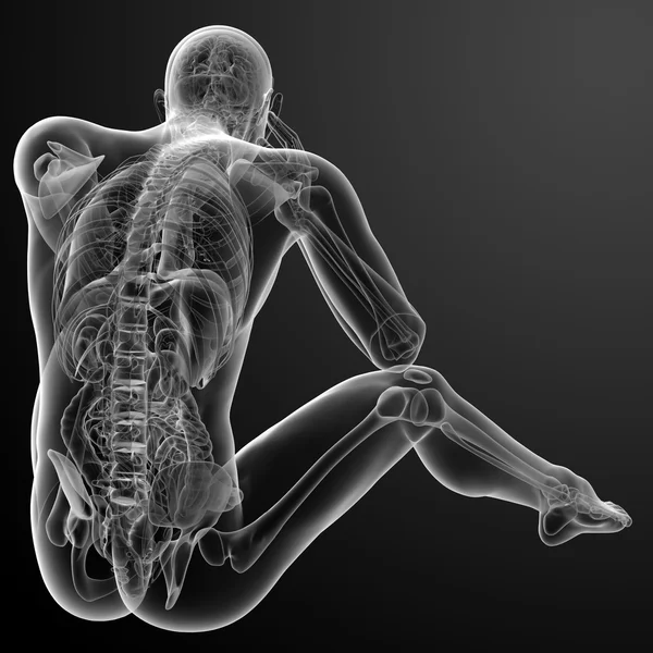 3D render insan anatomisi — Stok fotoğraf