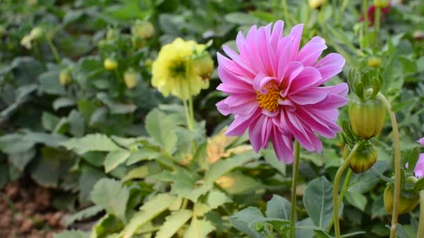 Flores de dalia rosa — Vídeo de stock