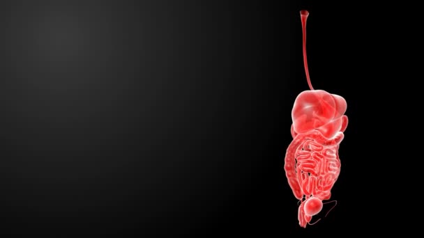 Human digestive system — Stock Video