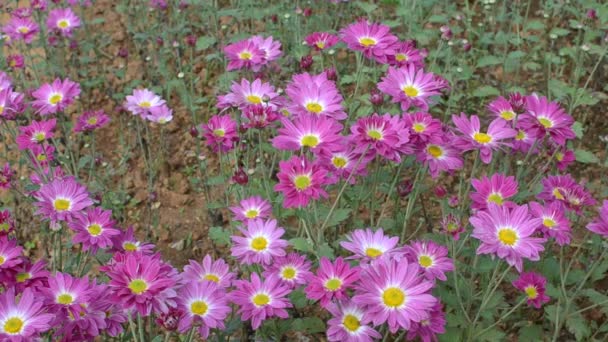 Crisântemos cor de rosa — Vídeo de Stock