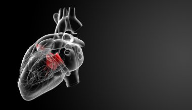 3d render Heart valve - back view clipart