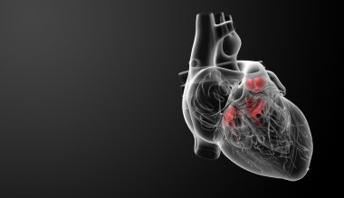 3d render Heart valve - side view clipart