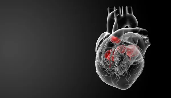3D render kalp kapakçığı - yan görünüm