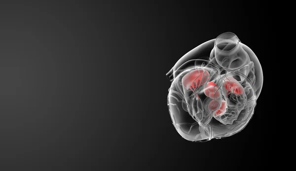 3d renderizado válvula del corazón - vista inferior — Foto de Stock