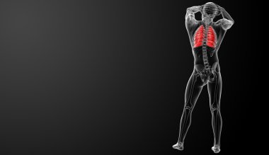 insan solunum sistemi x-ray görünümü - arkadan görünüm