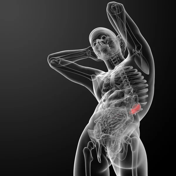 3d ilustración renderizada de los riñones - vista inferior — Foto de Stock
