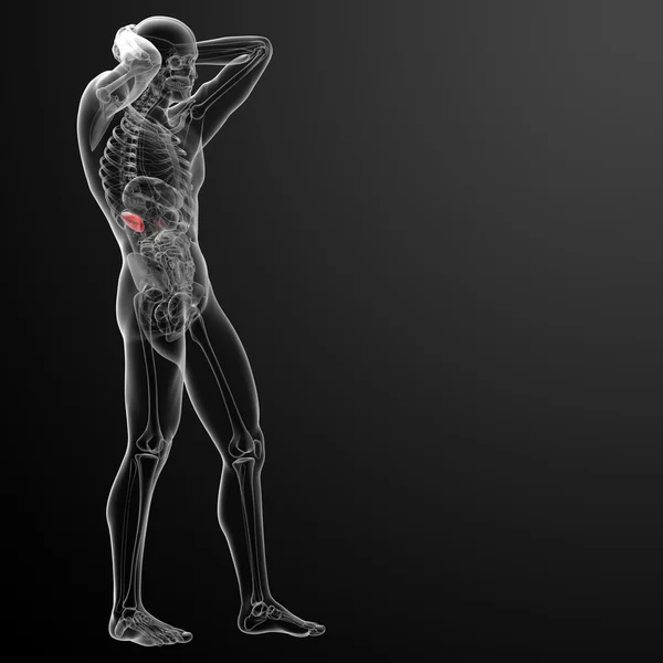 3D-återgiven illustration av njurar - sidovy — Stockfoto
