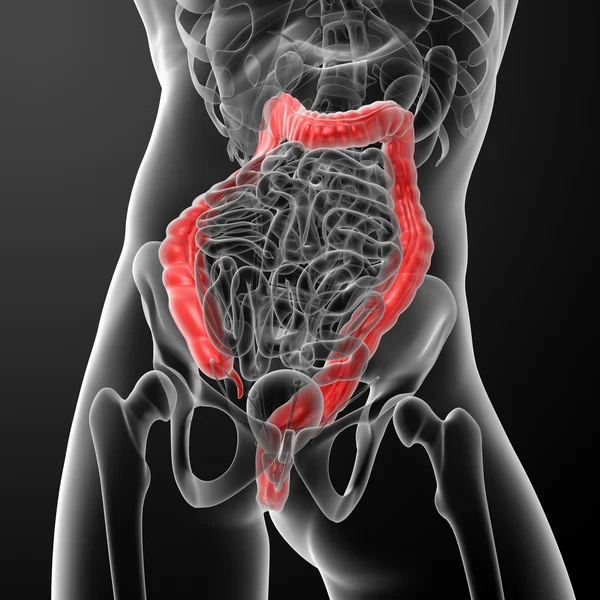 Sistema digestivo humano intestino grueso de color rojo - primer plano —  Fotos de Stock