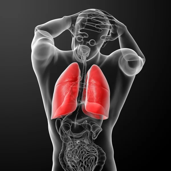 X-ışını - insan solunum sisteminde akciğerler arkadan görünüm — Stok fotoğraf