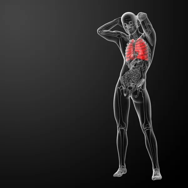 Ludzki układ oddechowy w rentgenie - widok z przodu płuc — Zdjęcie stockowe