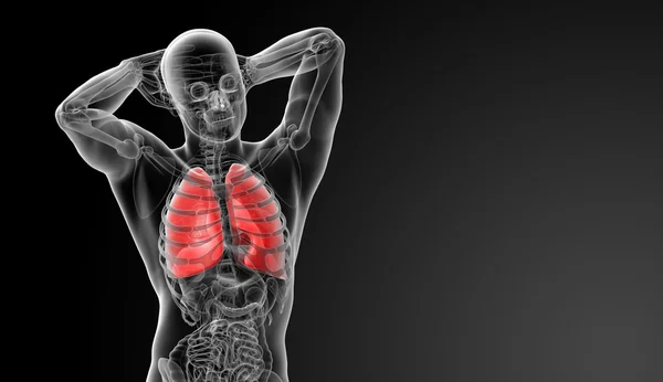 X 線-肺の正面図の人間の呼吸システム — ストック写真