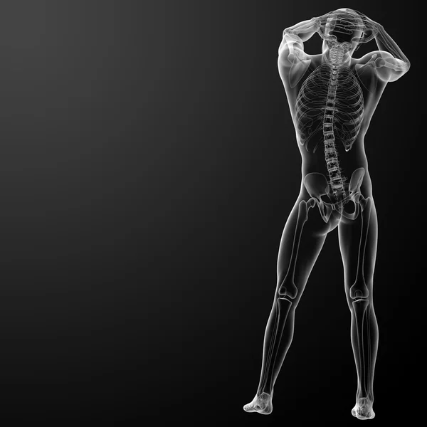 3D-renderat skelett - bakifrån — Stockfoto