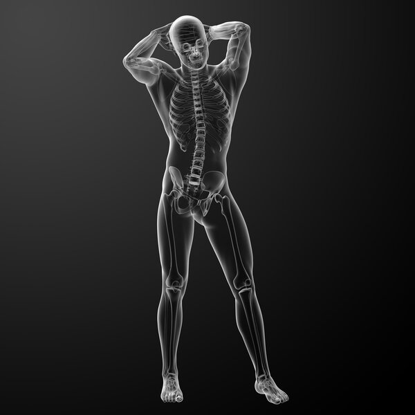 3d rendered skeleton - front view