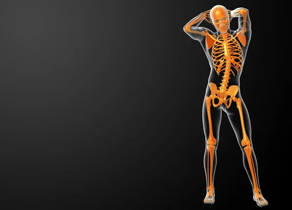 3d rendered orang skeleton - front view — Stock Photo, Image