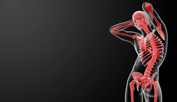 3d rendered red skeleton - bottom view — Stock Photo, Image