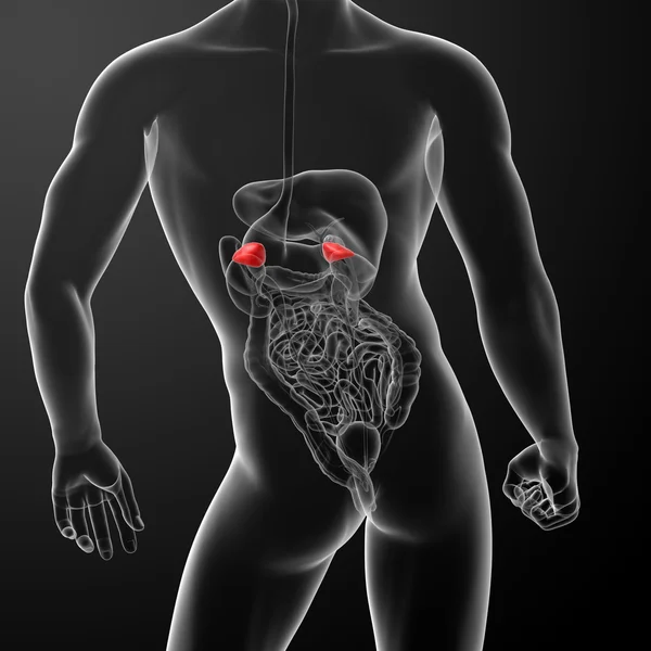 3D render adrenal anatomi - arkadan görünüm — Stok fotoğraf