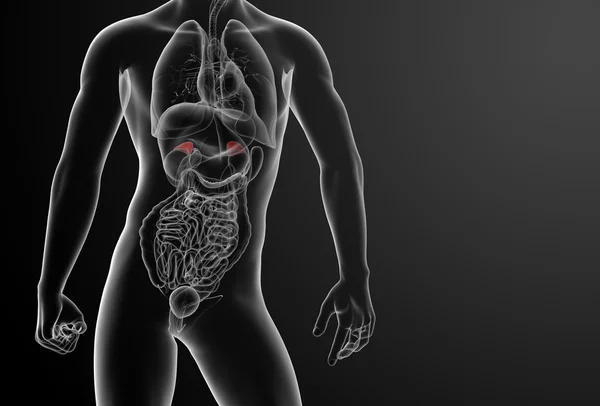 3d render adrenal anatomy - front view — Stock Photo, Image