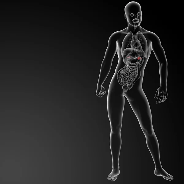 3d renderizar a anatomia adrenal - visão frontal — Fotografia de Stock