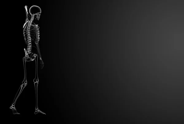 Rendering 3d Raggi X dello scheletro — Foto Stock
