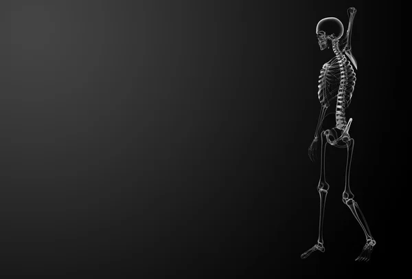 Рентгеновские снимки скелетов — стоковое фото