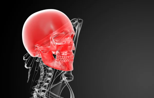 3D renderizar raios-X do crânio - visão lateral — Fotografia de Stock