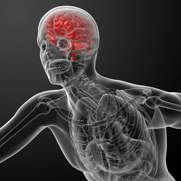 3d 渲染人类脑 x 射线-侧视图 — 图库照片