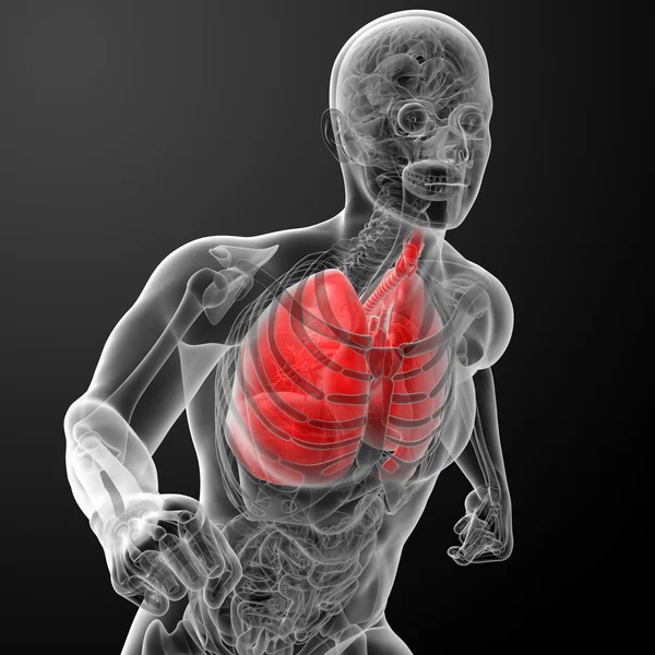 Sistema respiratorio humano en rayos X - vista frontal de los pulmones — Foto de Stock